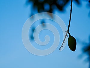 Silhouette of a mango still on the tree