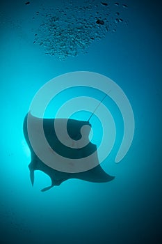 A silhouette of a manta ray