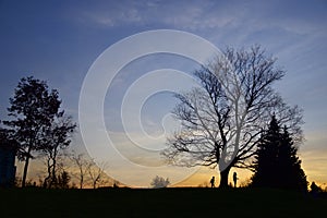 Silhouette of maple trees in the public park in twilight