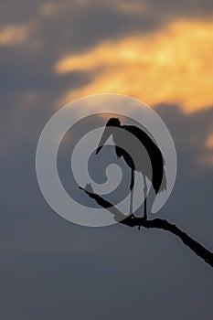 Silhouette of marabou stork on dead tree at sunset