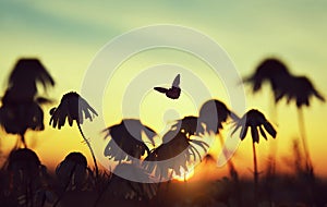 Silhouette of marguerite daisies with butterfly and ladybug on meadow at sunset