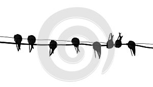 Silhouette migrating swallow