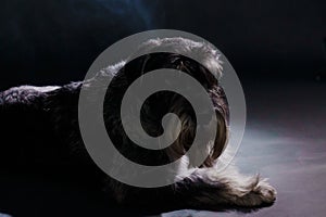 Silhouette of a mittel schnauzer in a dark studio on a black background. The dog lies in the spotlight. Close up.