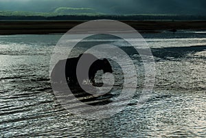 Silhouette of mongolian yak crossing the river in the sunset light. Rural summer scene.