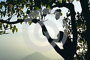 Silhouette of a monkey in sunset with palm