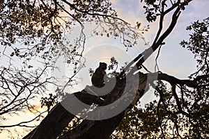 Silhouette a monkey on tree and sunset cloud