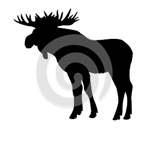 Silhouette moose