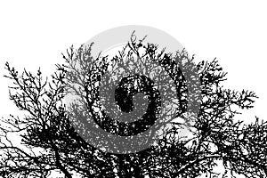 Silhouette of natural crown of dry bare branches of pine tree. Vector EPS10