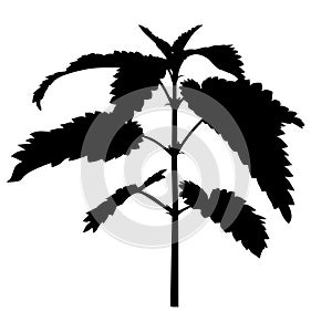 Silhouette of nettle plant