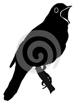 Silhouette of nightingale