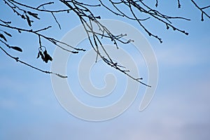 Silhouette of nude tree branches in blue sky with clouds