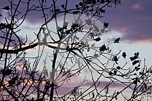 Silhouette of nude tree branches in colorful pink violet sunset sky