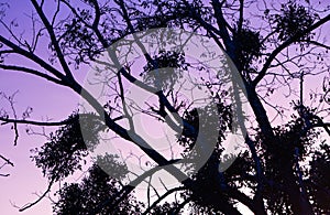 Silhouette of nude tree branches in colorful pink violet sunset sky