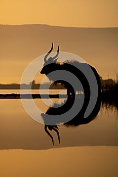 Silhouette of nyala at water hole
