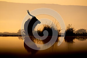 Silhouette of nyala at water hole