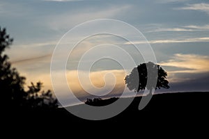 Silhouette of an oak on a hill at sunset