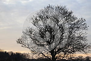 Silhouette of an Oak Tree