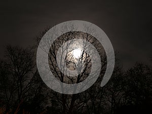 Silhouette oak trees with full moon peaking through