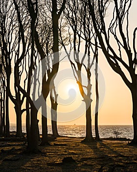 silhouette of ocean forest in yellow sunset