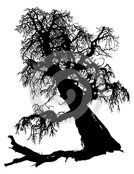 Silhouette of the old dried tree