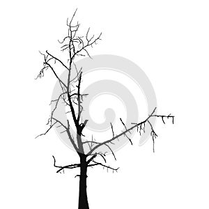 Silhouette old dry tree