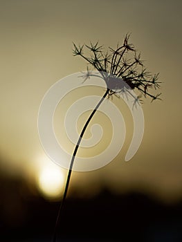 Silhouette of an old plant at sundown