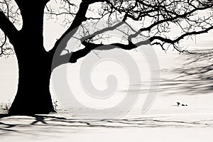 Silhouette of an old tree