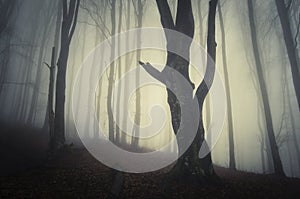 Silhouette of old tree in dark mysterious forest with fog on Halloween