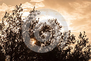 Silhouette of an olive tree on sunset