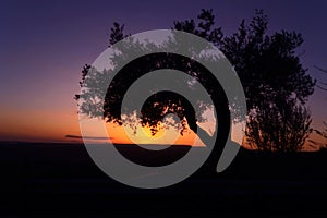 Silhouette of an olive tree at sunset