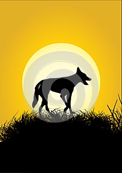 Silhouette of one dingo and yellow moon