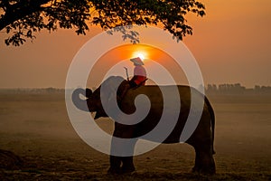 Silhouette of one mahout stay on head or back of elephant and near big tree with sunrise on the background