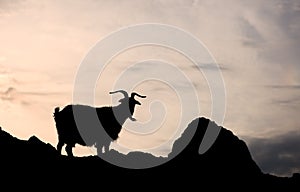 Silhouette of one single goat on a rock