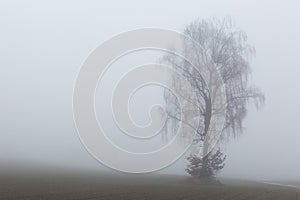 Silhouette of one tree in the mist