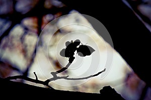 Silhouette of an orange oakleaf butterfly