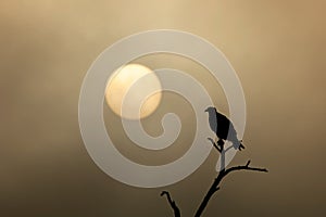 Silhouette of an osprey against golden misty sunset.