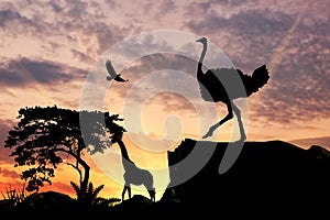 Silhouette of an ostrich