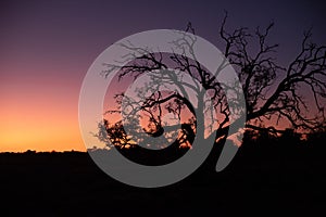 Silhouette in the Outback, South Australia