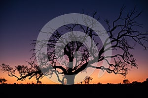 Silhouette in the Outback, South Australia