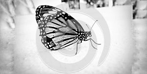 Silhouette Painted lady butterfly Black and white