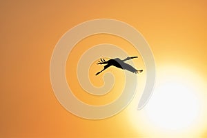 Silhouette of Painted Stork flying against the setting Sun