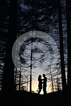 Silhouette of pair lovers looking on each other under large pine trees at sunset