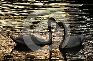 Silhouette of a pair of swans in the evening backlight.