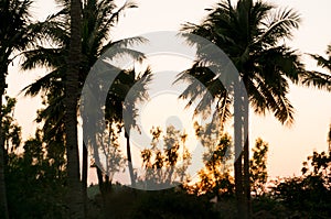 Silhouette of palm coconut trees shot against the sunset in gujarat india
