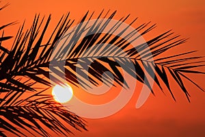 Silhouette of palm fronds at sunset. Cyprus.