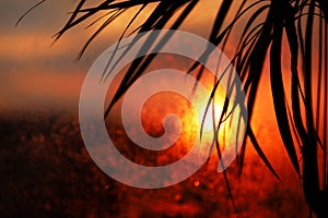 Silhouette of palm leaf in sunset light. Blurred bokeh background of wet window glass and shape of sun.