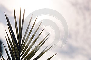 Silhouette of palm leaves against the sky