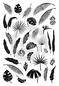 Silhouette palm leaves. Black jungle plants, summer foliage isolated elements exotic floral branches. Vector monstera