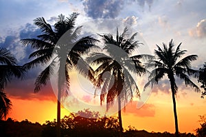 Silhouette of palm at sunset