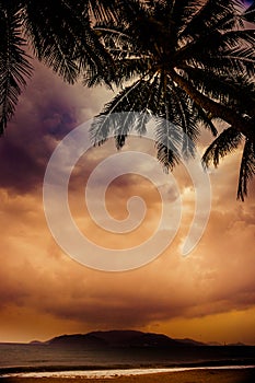 Silhouette of palm tree at beautiful tropical sunset